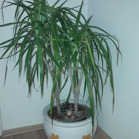 Apartman Dino Appartamento